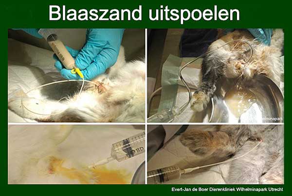 Een rntgenfoto van konijnen met blaaszand.